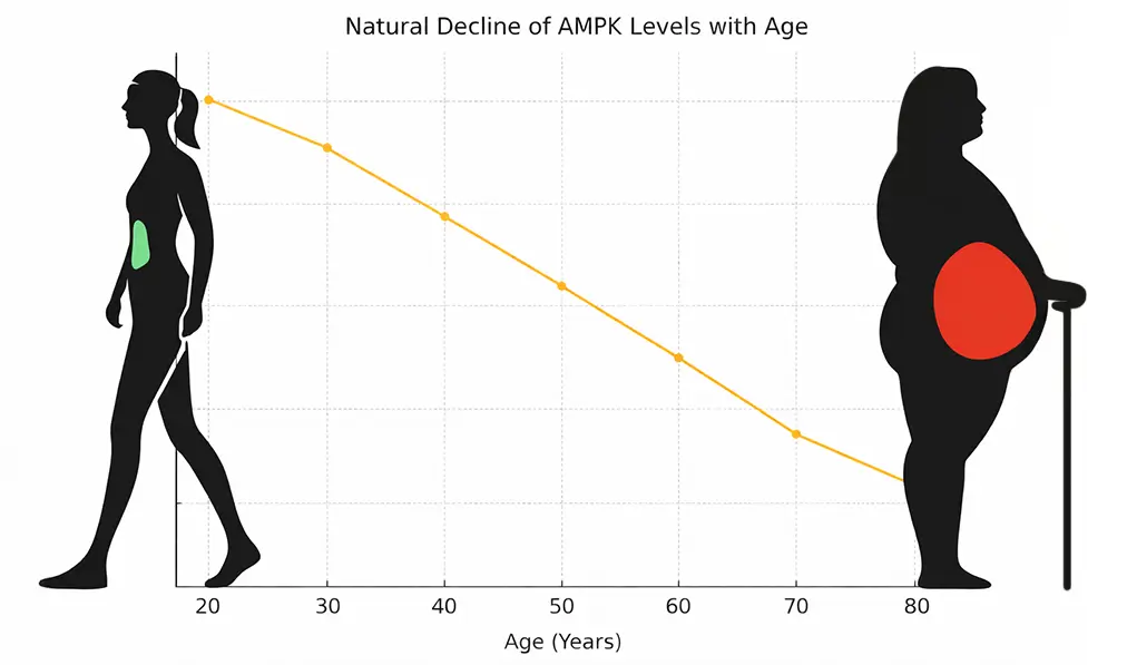 Chart showing AMPK levels declining with age