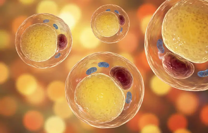 Fat cells shrinking as metabolism burns fat