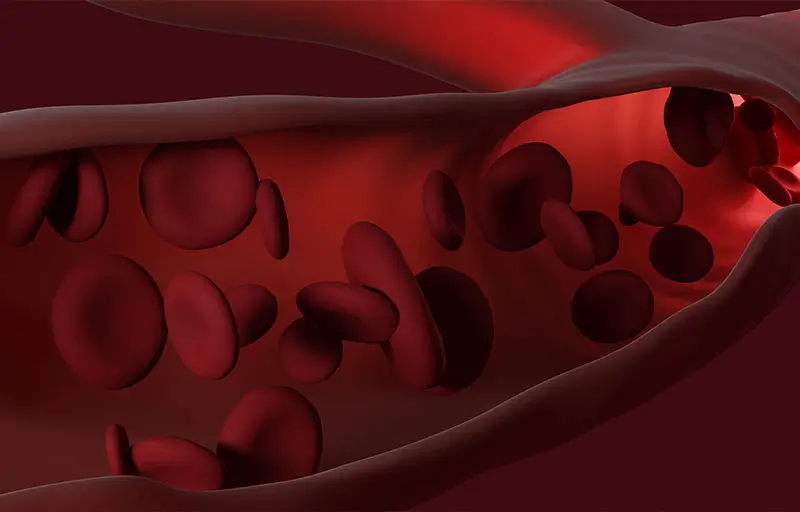 Clean blood circulation with fewer triglycerides